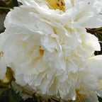 Peony 'Bridal Grace' Rhizome - Pack Of 1