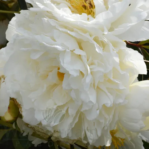 Peony 'Bridal Grace' Rhizome - Pack Of 1
