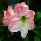 Amaryllis 'Apple Blossom' Bulb - Pack Of 1