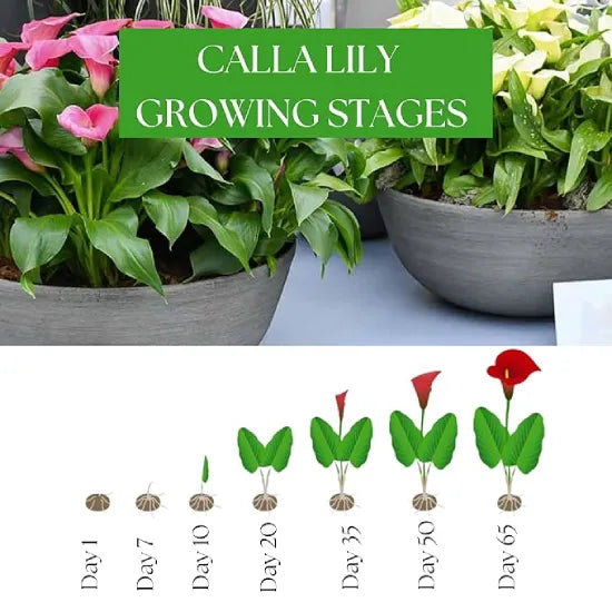 Calla Lily 'Black' Bulbs - Pack Of 3