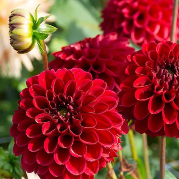 Exotic Dark Red Dahlia | Pack of 3 Bulbs