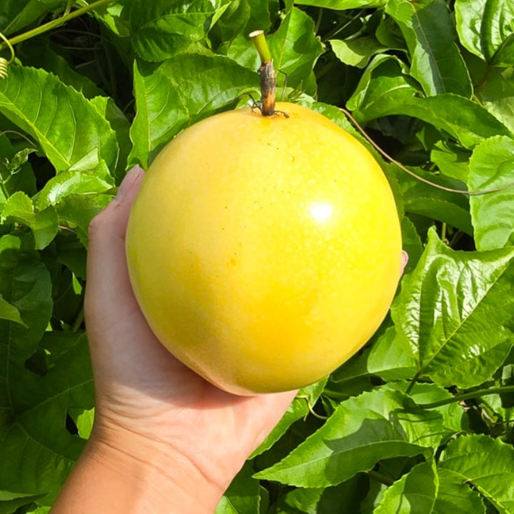 Passionfruit 'Golden Giant' - Live Plant