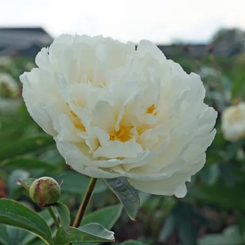 Peony 'Bridal Grace' Rhizome - Pack Of 1