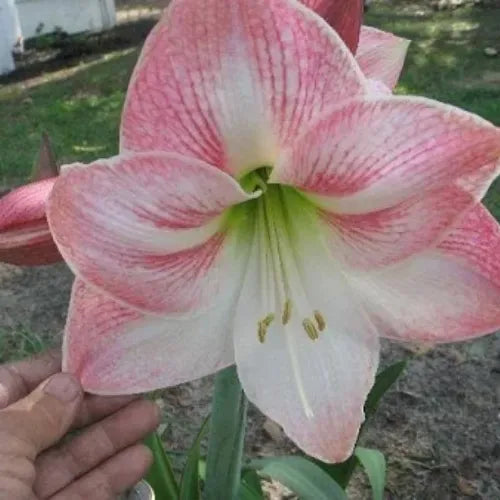 Amaryllis 'Apple Blossom' Bulb - Pack Of 1