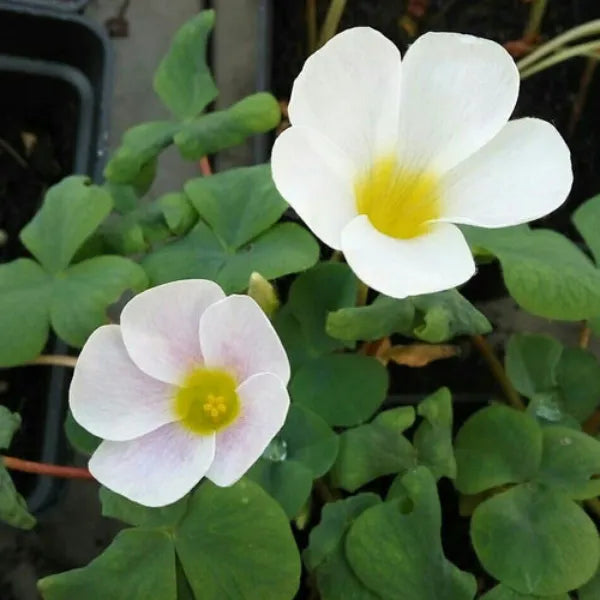 Premium White Oxalis alba Flowers | Pack of 3 Bulbs