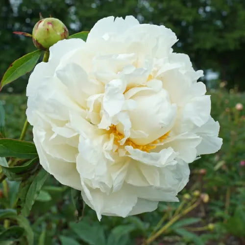 Peony 'Bridal Grace' Rhizome - Pack Of 1