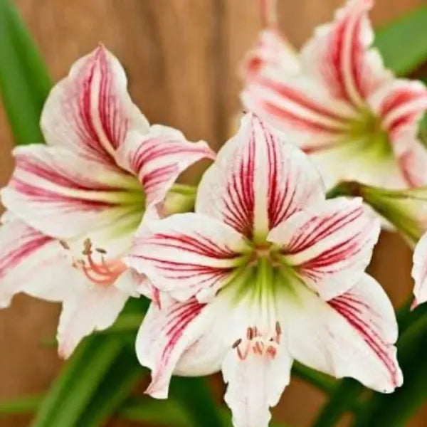 Amaryllis (Red and White Bicolor) Bulb - Pack Of 1