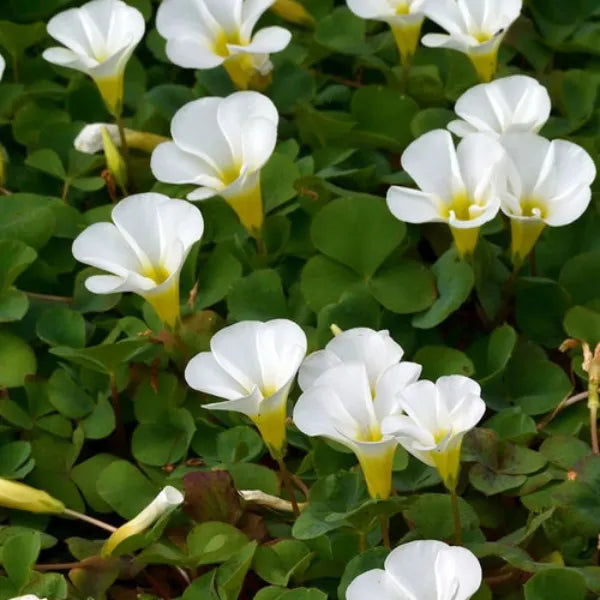 Premium White Oxalis alba Flowers | Pack of 3 Bulbs