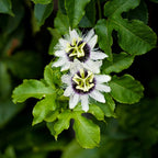 Passionfruit 'Golden Giant' - Live Plant