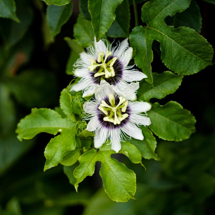 Passionfruit 'Golden Giant' - Live Plant