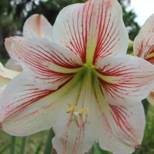 Amaryllis (Red and White Bicolor) Bulb - Pack Of 1