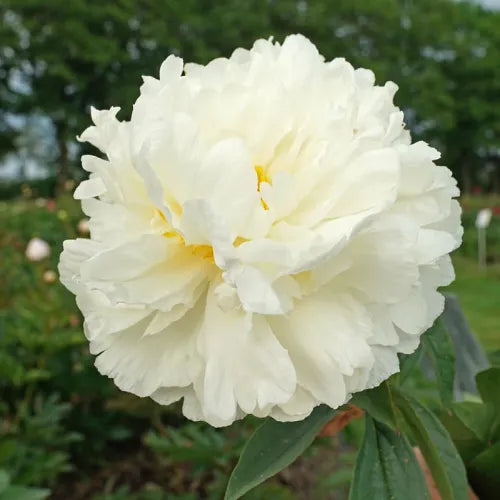 Peony 'Bridal Grace' Rhizome - Pack Of 1