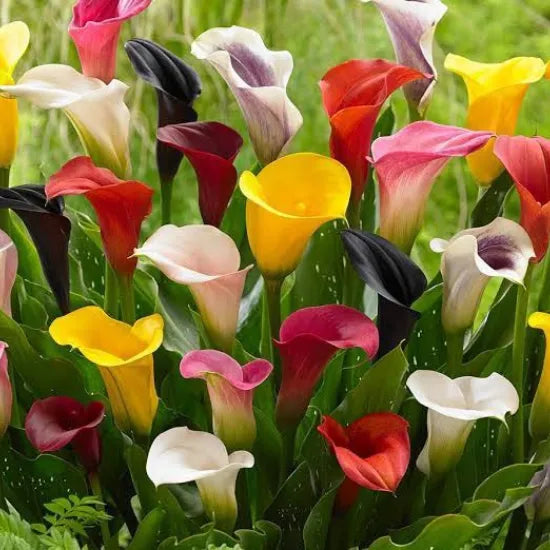 Calla Lilly Mixed Color Bulbs - Pack Of 3