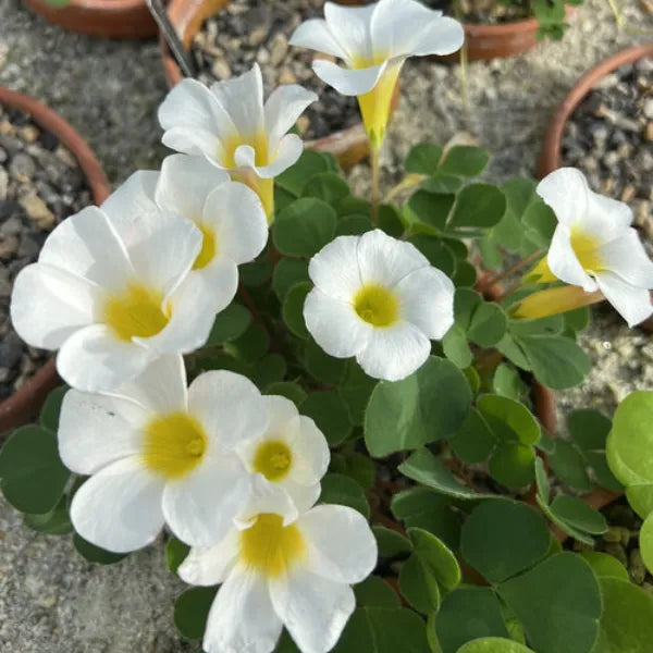 Premium White Oxalis alba Flowers | Pack of 3 Bulbs