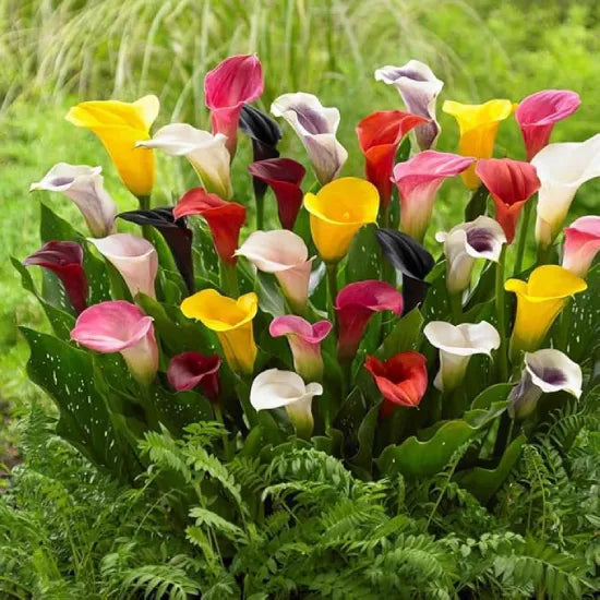 Calla Lilly Mixed Color Bulbs - Pack Of 3