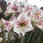 Amaryllis (Red and White Bicolor) Bulb - Pack Of 1