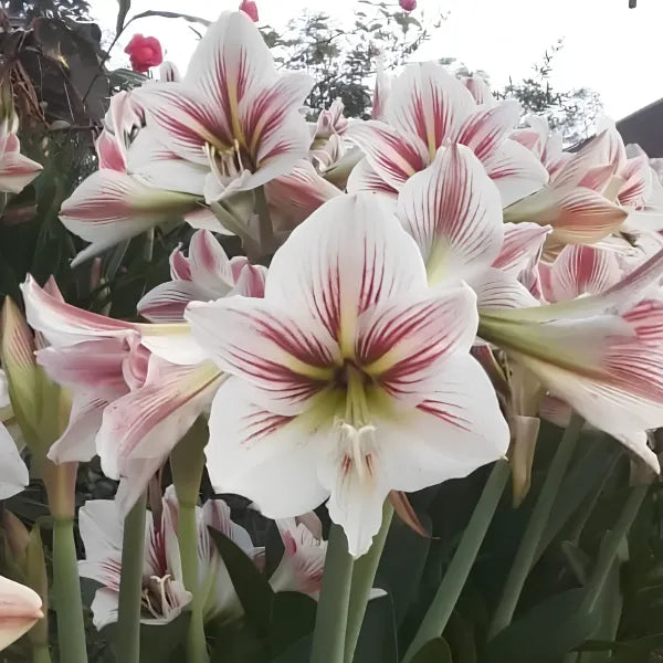 Amaryllis (Red and White Bicolor) Bulb - Pack Of 1