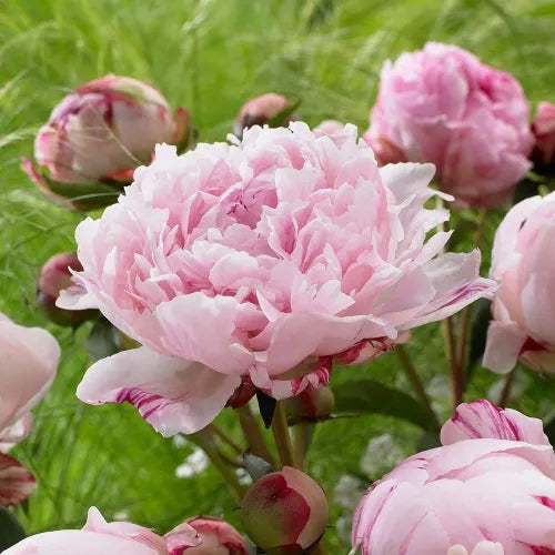 Peony 'Sarah Bernhardt' Rhizome - Pack Of 1