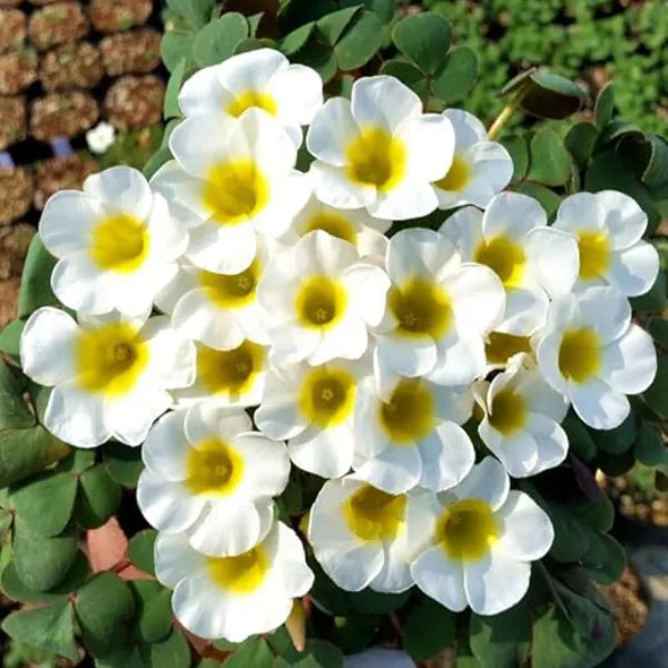 Premium White Oxalis alba Flowers | Pack of 3 Bulbs