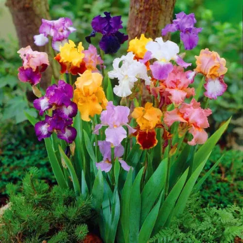 Iris 'Dutch Bearded' Mix Color Rhizomes - Pack Of 2
