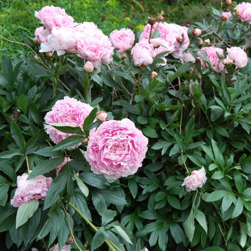 Peony 'Sarah Bernhardt' Rhizome - Pack Of 1