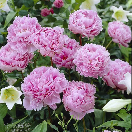 Peony 'Sarah Bernhardt' Rhizome - Pack Of 1