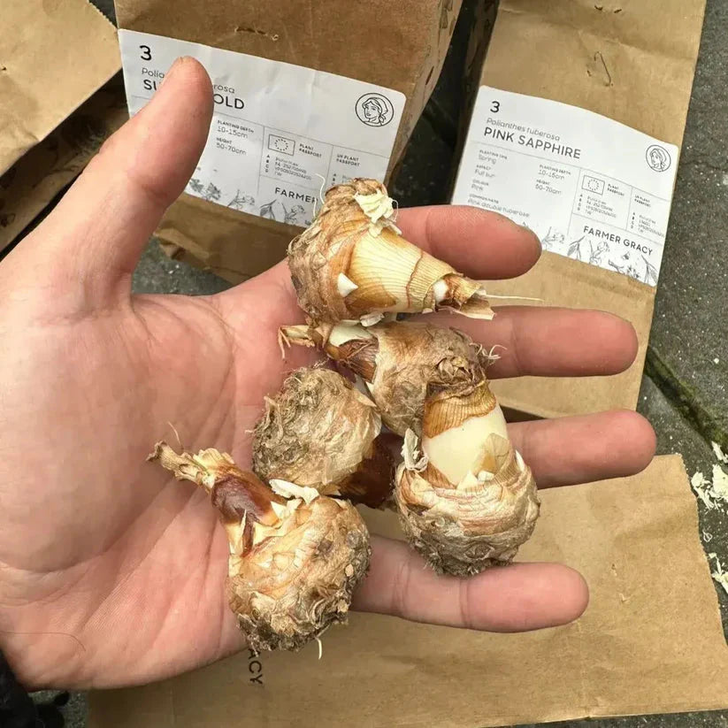 Easy Bloom Rajnigandha Bulbs | Pack of 10 Bulbs