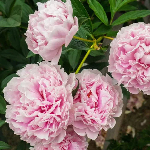 Peony 'Sarah Bernhardt' Rhizome - Pack Of 1