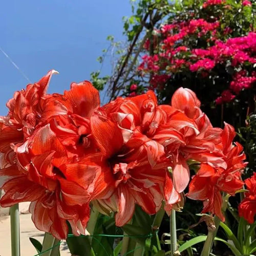 Amaryllis Lily Orange Bulb | Buy 2 Get 2 For Free
