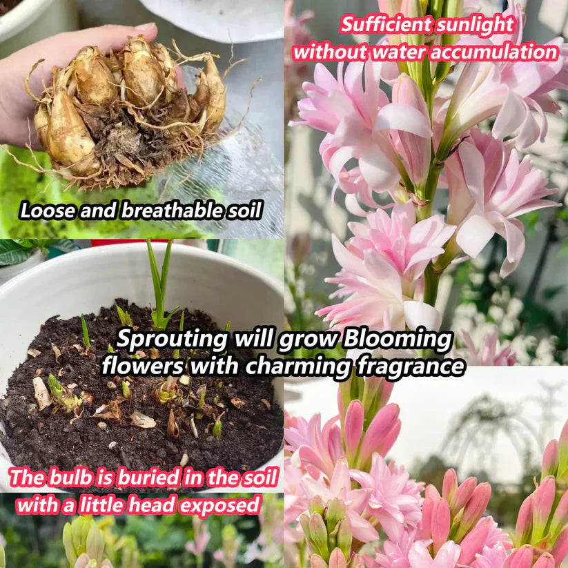Easy Bloom Rajnigandha Bulbs | Pack of 10 Bulbs