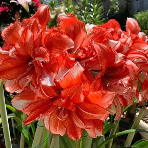 Amaryllis Lily Orange Bulb | Buy 2 Get 2 For Free