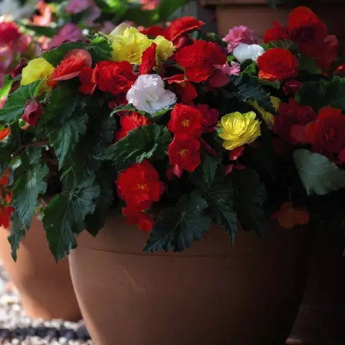 Double Mix Begonia Flower Bulbs | Buy 2 Get 1 For Free