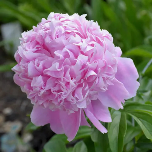 Peony 'Sarah Bernhardt' Rhizome - Pack Of 1