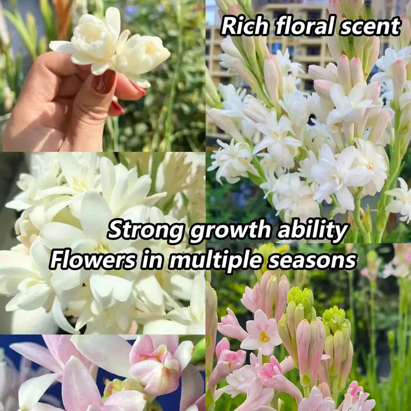 Easy Bloom Rajnigandha Bulbs | Pack of 10 Bulbs