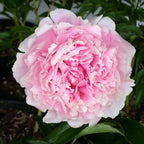 Peony 'Sarah Bernhardt' Rhizome - Pack Of 1