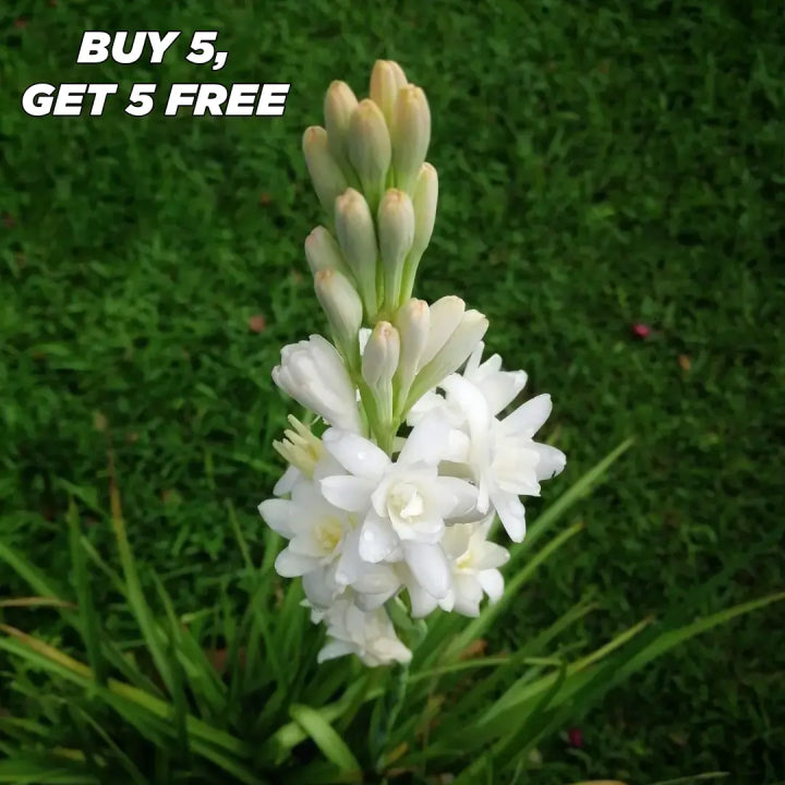 Easy Bloom Rajnigandha Bulbs | Pack of 5 Bulbs