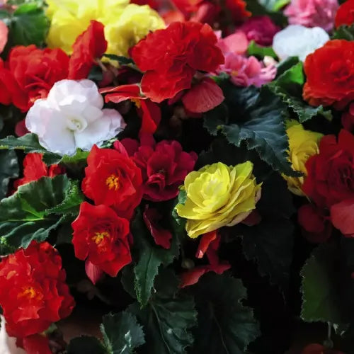 Double Mix Begonia Flower Bulbs | Buy 2 Get 1 For Free