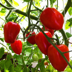 Tomato 'Red Cherry' Seeds - Pack Of 100