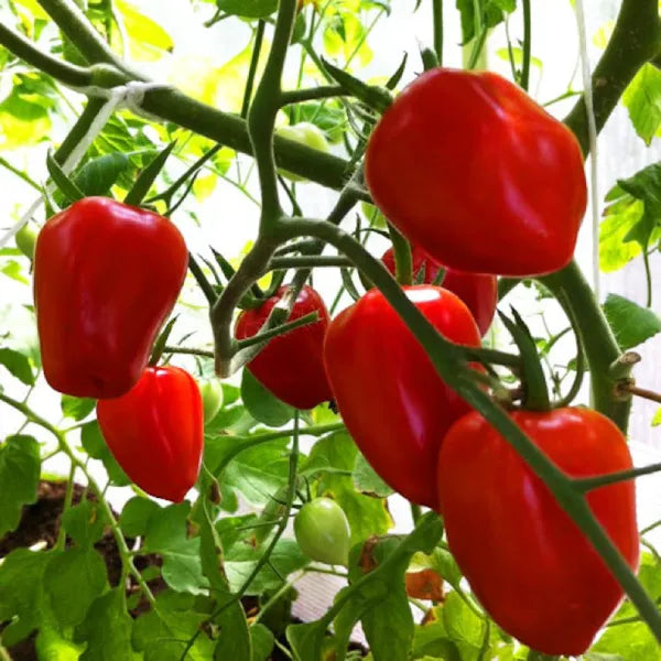 Tomato 'Red Cherry' Seeds - Pack Of 100