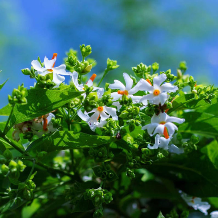 Divine Fragrance Parijat (Harsingar) | Live Plant