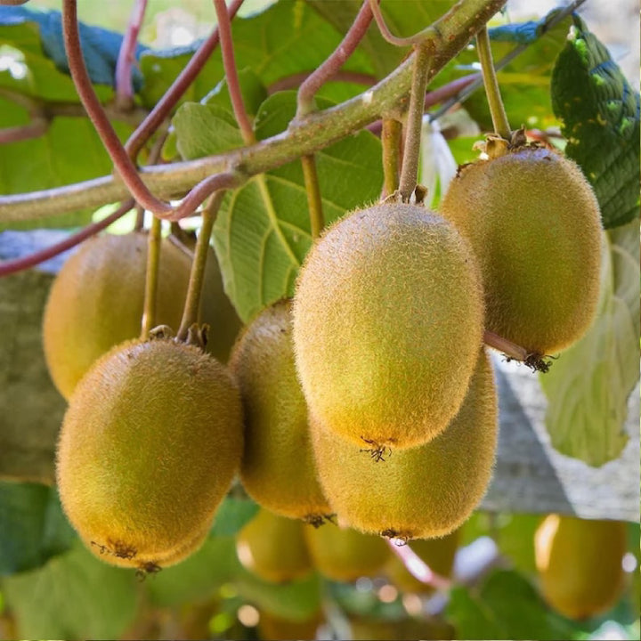 Kiwi 'Sunshine Gold' Seeds - Pack of 50