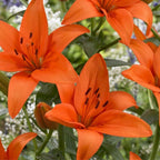 The '5-Star Hotel' Lily Hack: Get Priya's 'Perpetual Bloom' Bulbs (Buy 1 Get 1 Free)