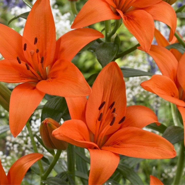 The '5-Star Hotel' Lily Hack: Get Priya's 'Perpetual Bloom' Bulbs (Buy 1 Get 1 Free)