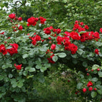 Rose Climber 'Florentina Passionate Red' - Live Plant