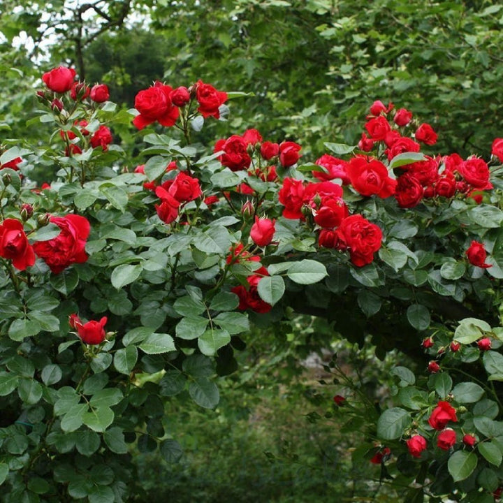 Rose Climber 'Florentina Passionate Red' - Live Plant