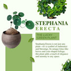 Stephania Erecta 'Green' Bulb - Pack Of 1