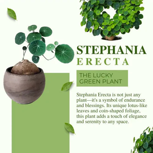 Stephania Erecta 'Green' Bulb - Pack Of 1