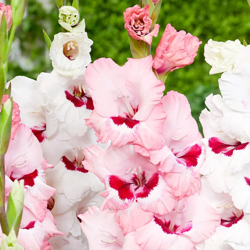 Gladiolus 'Wine and Roses' Bulbs - Pack Of 5