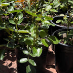 Rose Climber 'Florentina Passionate Red' - Live Plant