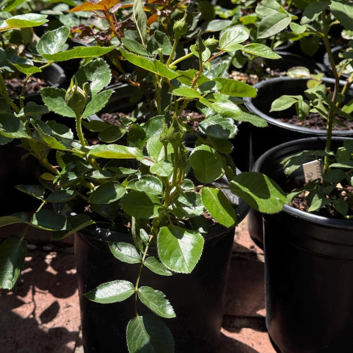 Rose Climber 'Florentina Passionate Red' - Live Plant